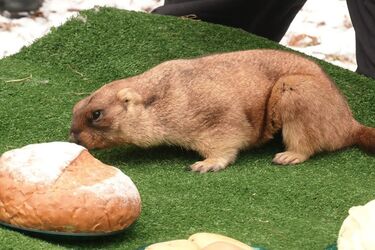 Бабак Тимко ІІІ дав прогноз на весну