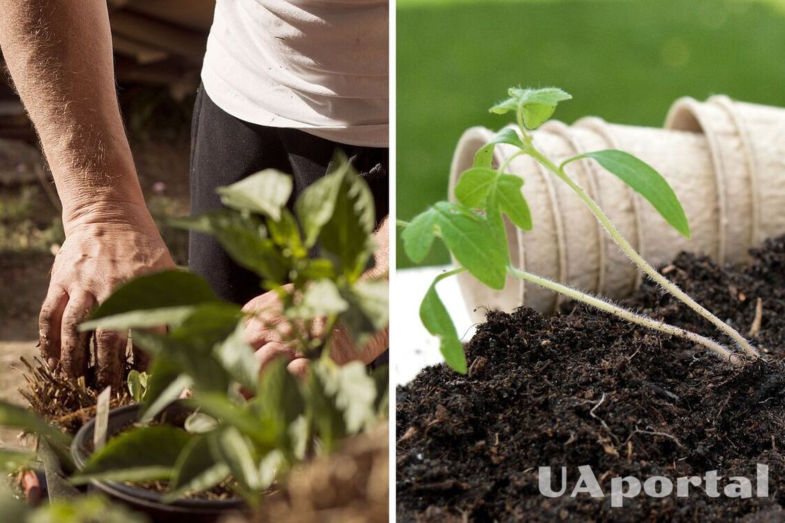 Защитит от грибка: как правильно пропарить почву перед посевом семян