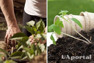 Захистить від грибка: як правильно пропарити ґрунт перед посівом насіння