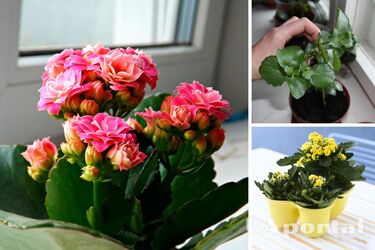 Як змусити каланхое цвісти