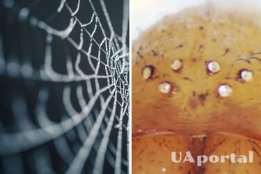 Нові види павуків, які сліпнуть, знайшли у печерах в Ізраїлі (фото)