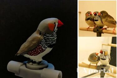 Робот-птах навчив зебрового діамантника співу