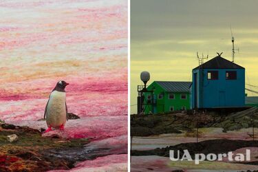 Не фотошоп, а водорослі: сніг навколо станції 'Вернадського' набув казково-рожевого кольору (фото)
