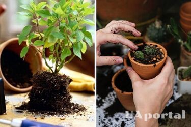 Как правильно пересаживать комнатные растения