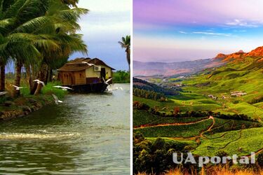 Новый вид крошечных слепых сомов обнаружили в Индии (фото)