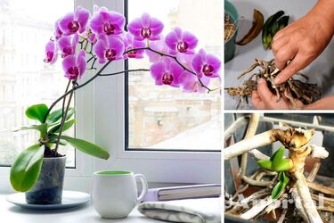 Реанімація орхідеї