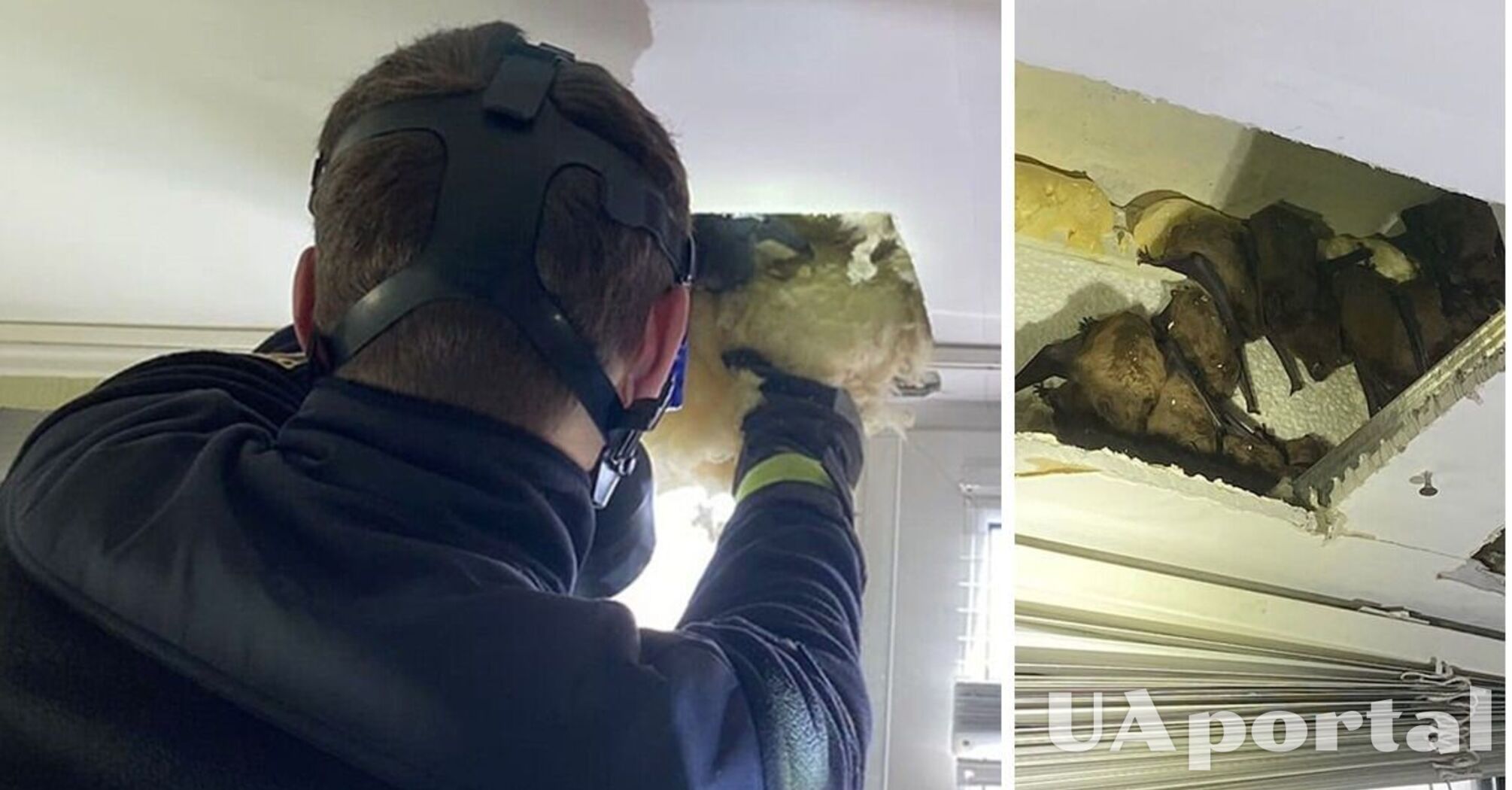 У Дніпрі виявили 140 кажанів на балконі в квартирі