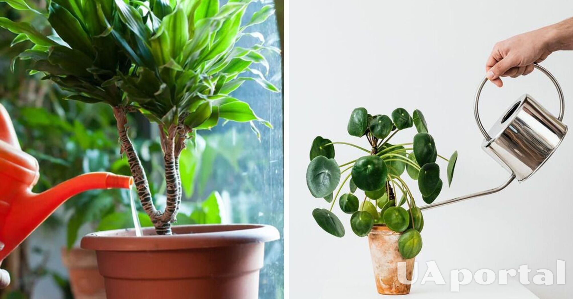 Что сделать, чтобы комнатные растения быстрее росли?