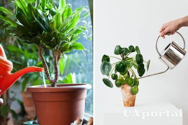 Чим поливати кімнатні квіти, щоб вони краще росли