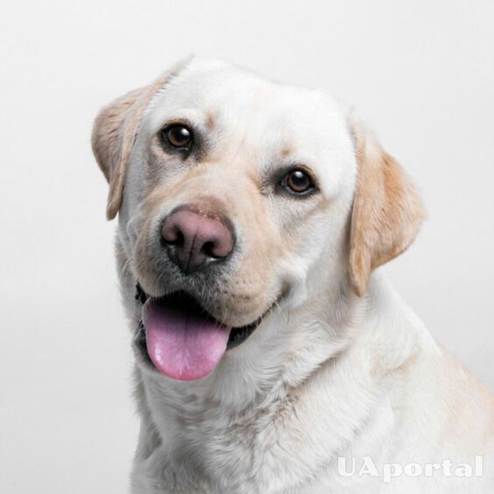 Как назвать собаку мальчика: популярные клички и советы по их выбору