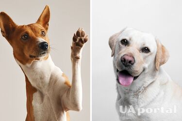 Як назвати собаку хлопчика