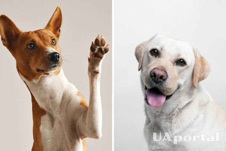 Идеи для кличек