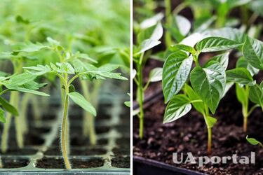 Що зробити, щоб розсада помідорів та перців росла швидше