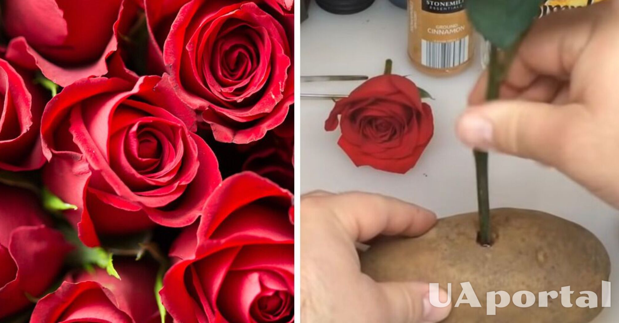 Почему не надо выбрасывать увядшие подаренные розы: лайфхак для огородников