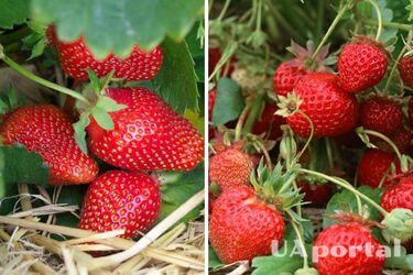 Як збільшити урожай полуниці