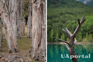 Моторошне дослідження: гриби допомагають жукам знищувати дерева