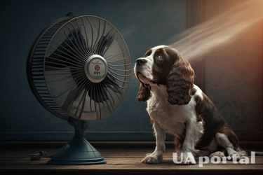 Как облегчить уход за собакой: лайфхаки, которые работают