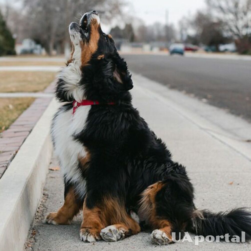 6 вещей, о которых собака пытается сказать вам воем