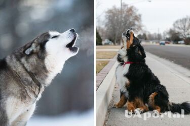 Чому собака виє