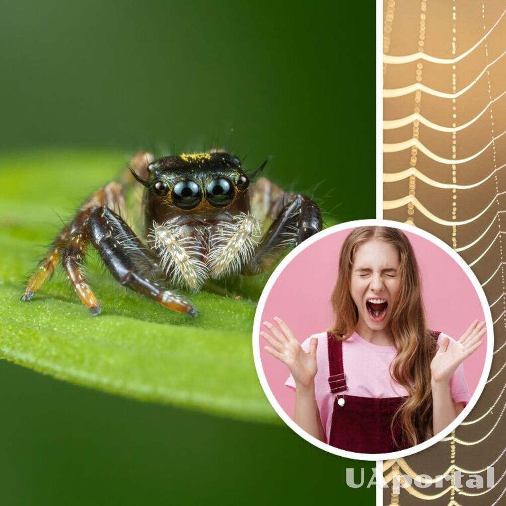 Почему нельзя убивать пауков в доме и что делать, если это произошло
