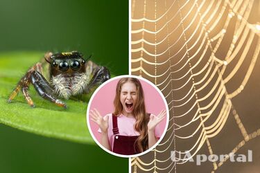 Почему нельзя убивать пауков