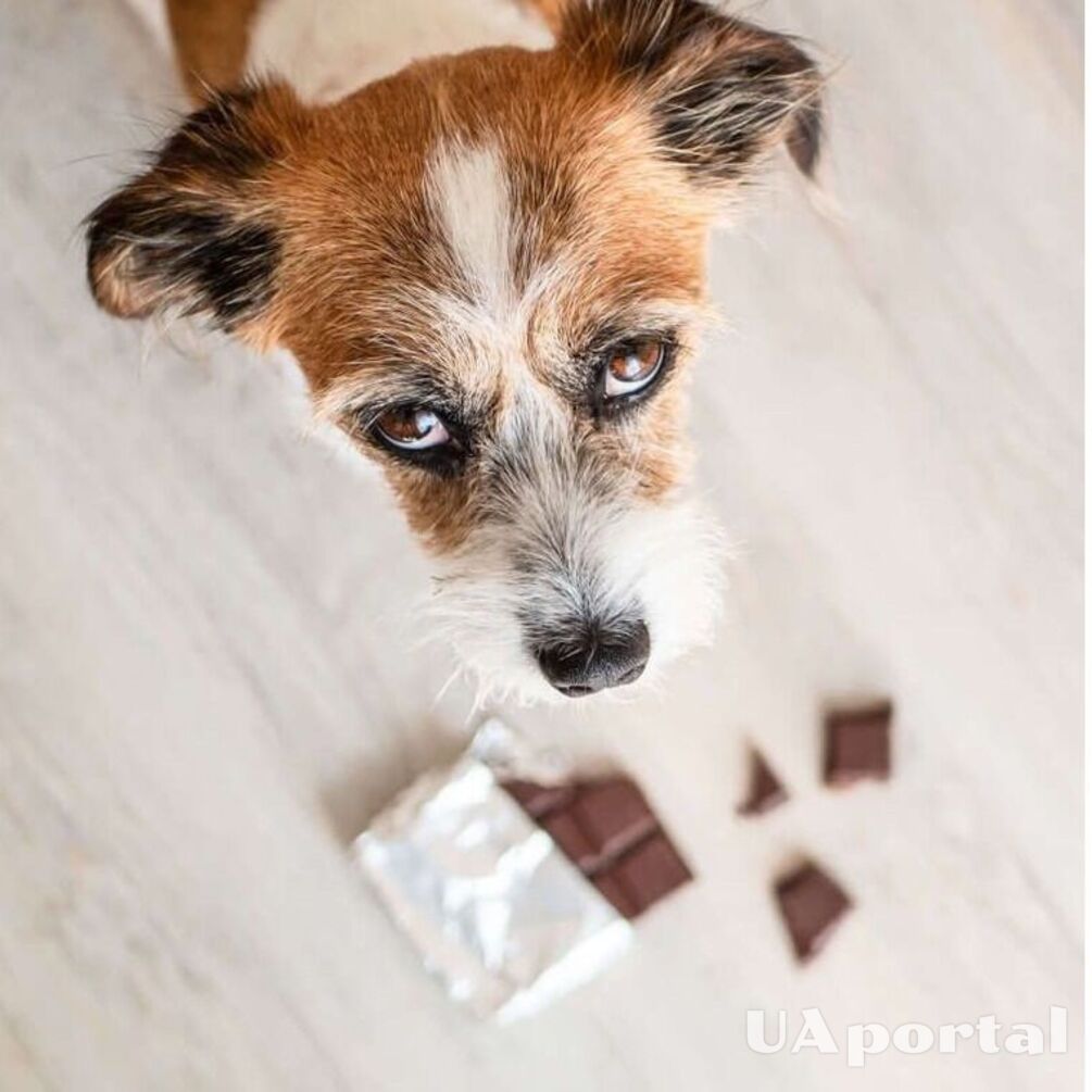 Лікарі пояснили, чому собакам не можна їсти шоколад