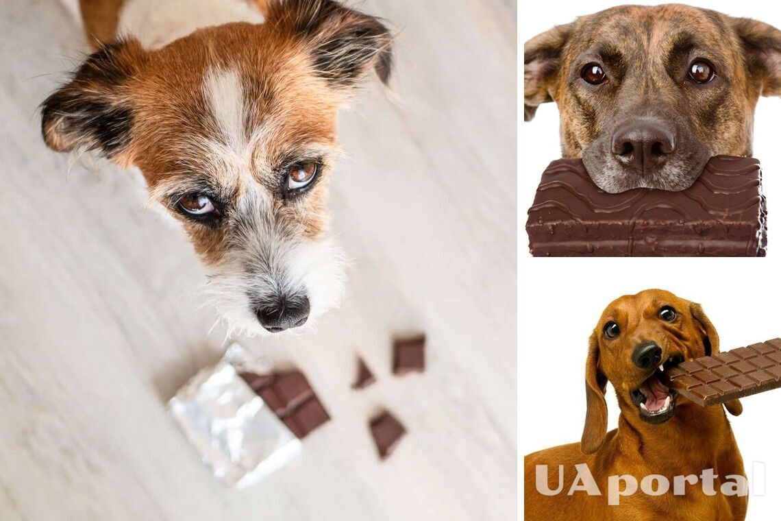 Чому собакам не можна їсти шоколад