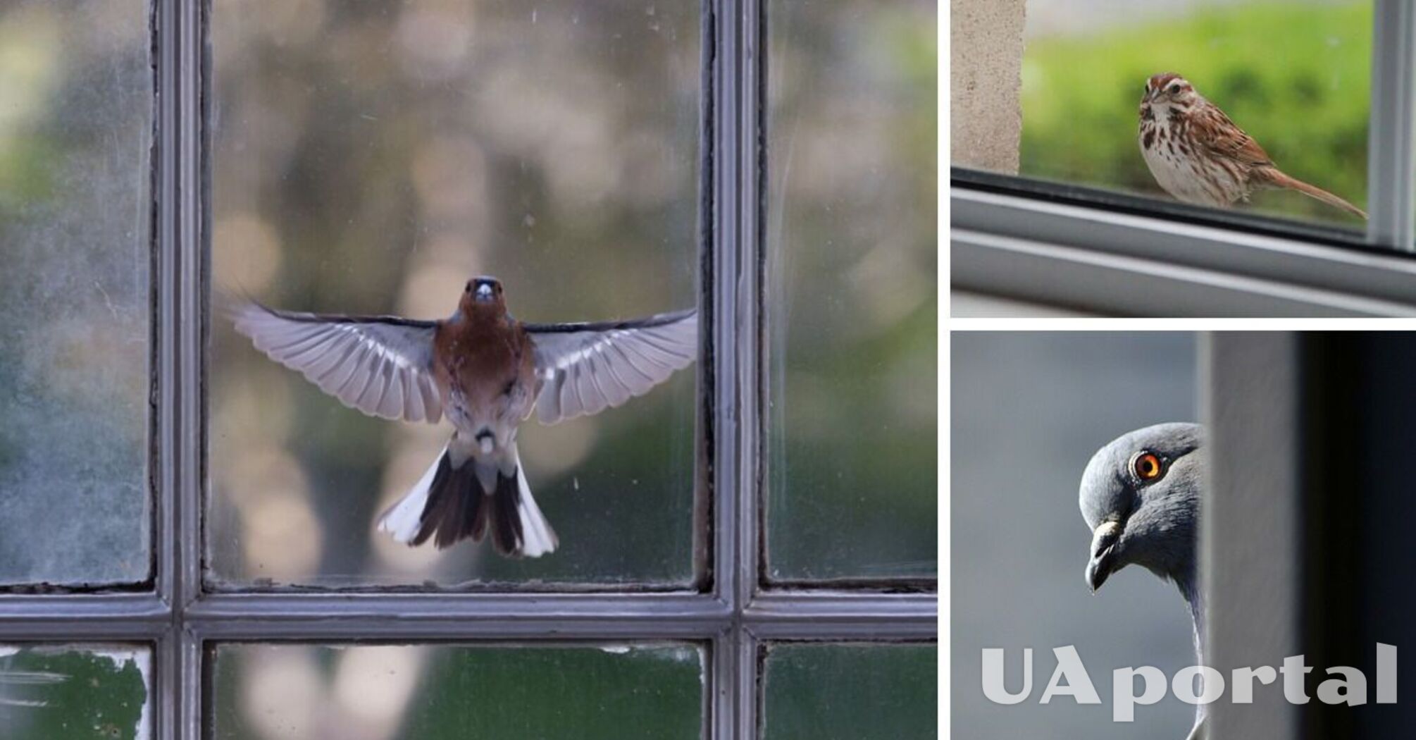 Птица бьется в окно или залетела в комнату: какие изменения или новости следует ожидать