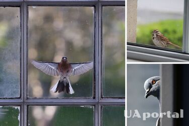 Народні прикмети про пташок