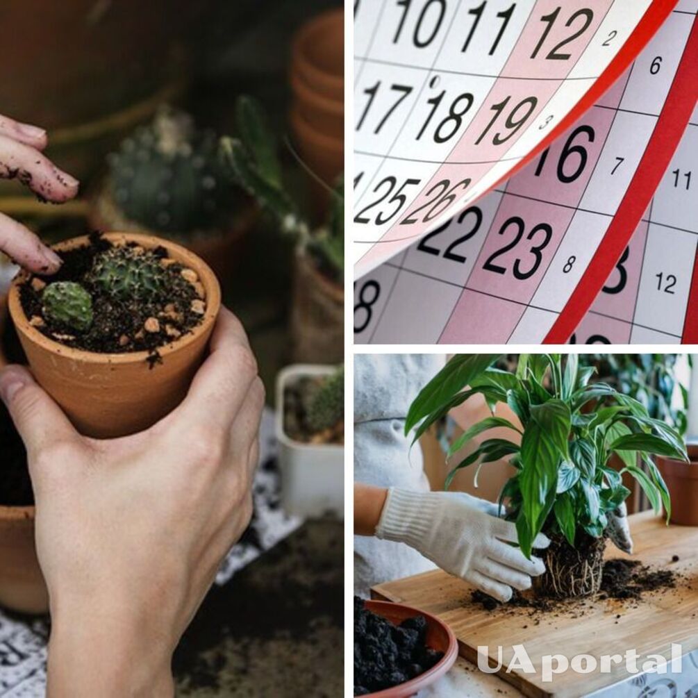 Названы благоприятные дни для пересадки комнатных растений в марте и полезные советы цветоводам