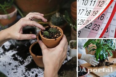 Благоприятные дни для пересадки в марте