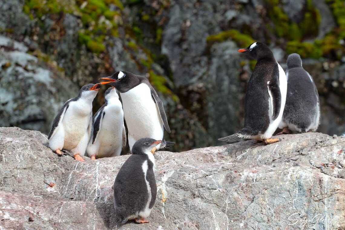Penguins at the Vernadsky Research Base set up a nursery for their babies (photo)