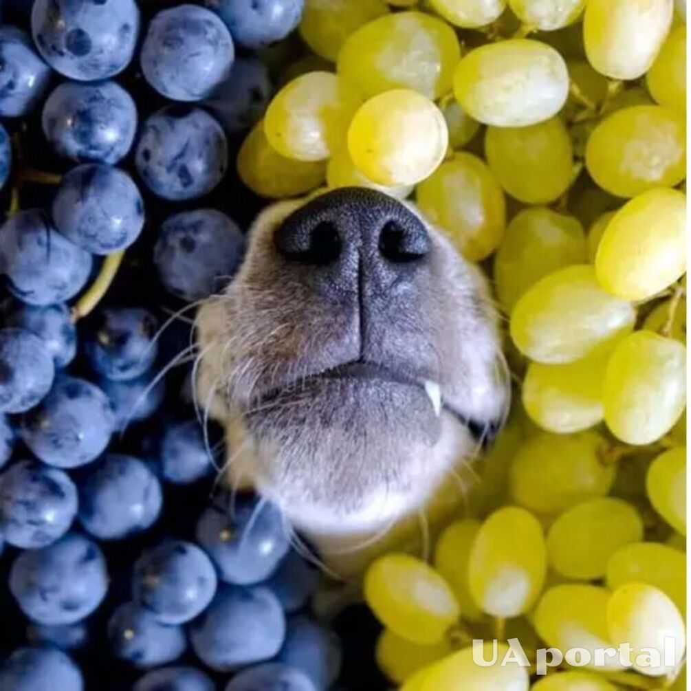 Чому собакам заборонено їсти виноград і родзинки: пояснення спеціалістів
