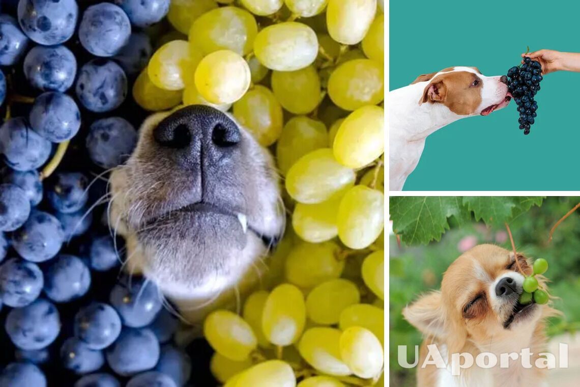 Чому собакам заборонено їсти виноград