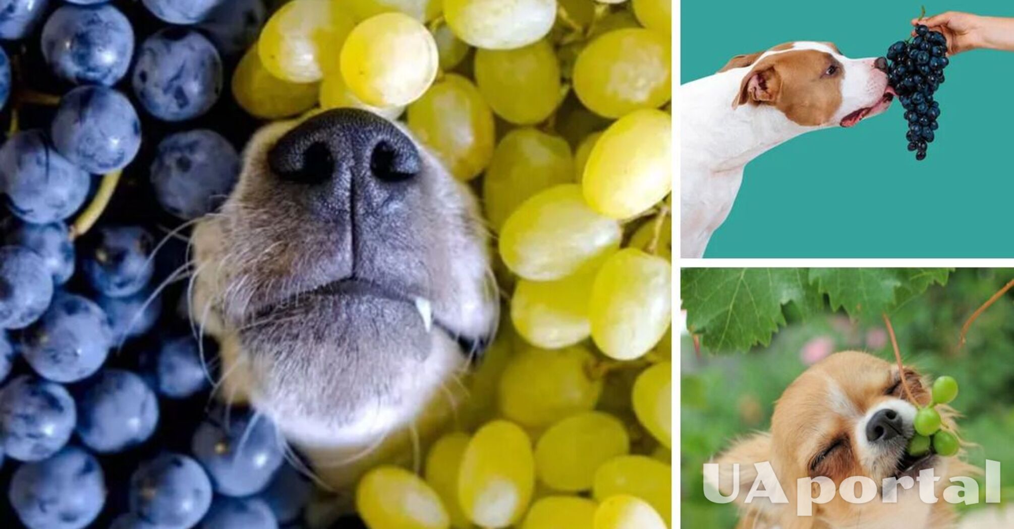 Роль харчування в лікуванні ниркової недостатності