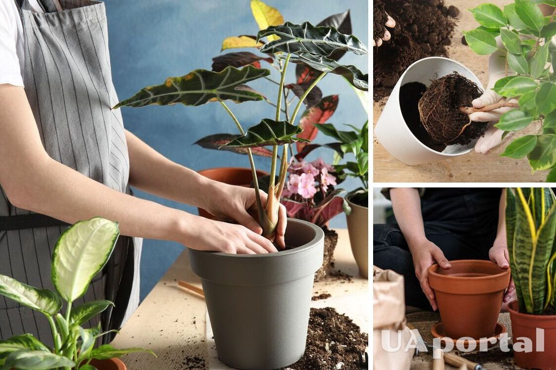5 основных правил пересадки комнатных растений весной