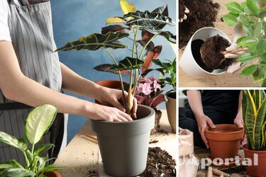 5 основних правил пересадки