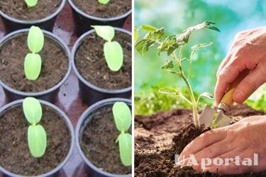 Как сделать контейнеры для рассады из подручных средств: 4 действенных совета