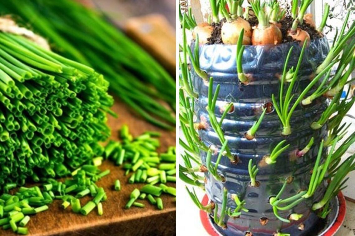 Зеленый лук на подоконнике круглый год: простые способы выращивания