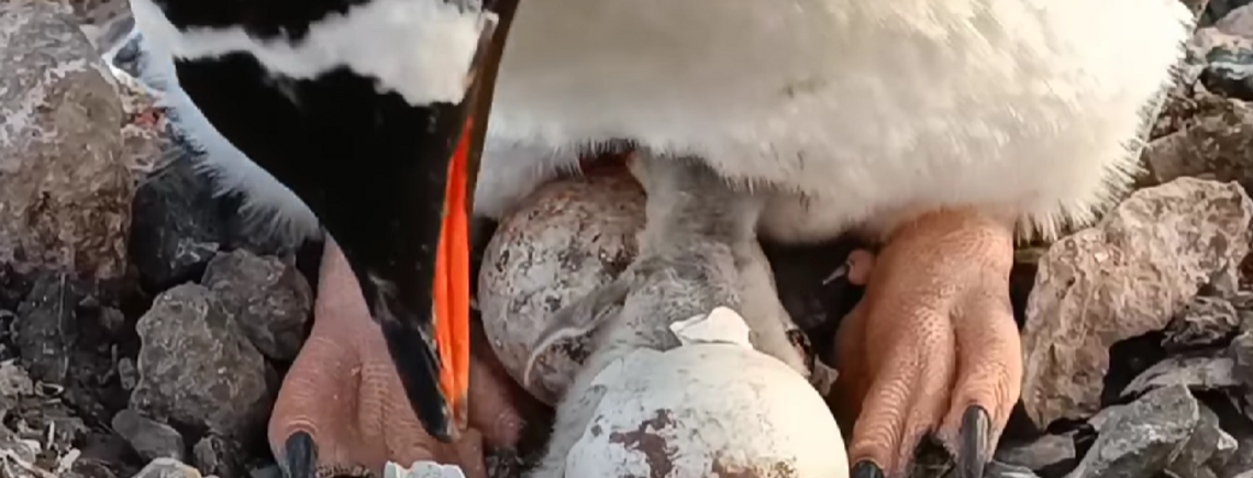 Их уже больше тысячи: украинские полярники показали милое видео рождения пингвиненка на станции Академик Вернадский