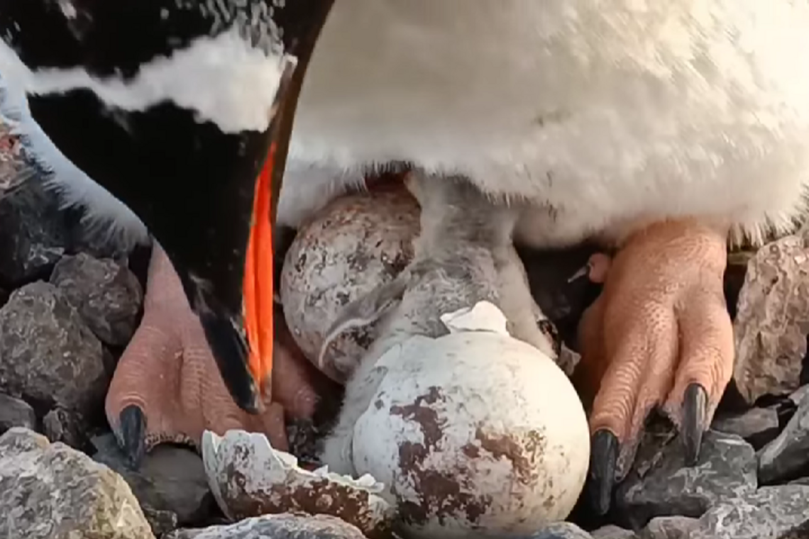 Рождение пингвина на станции Академик Вернадский