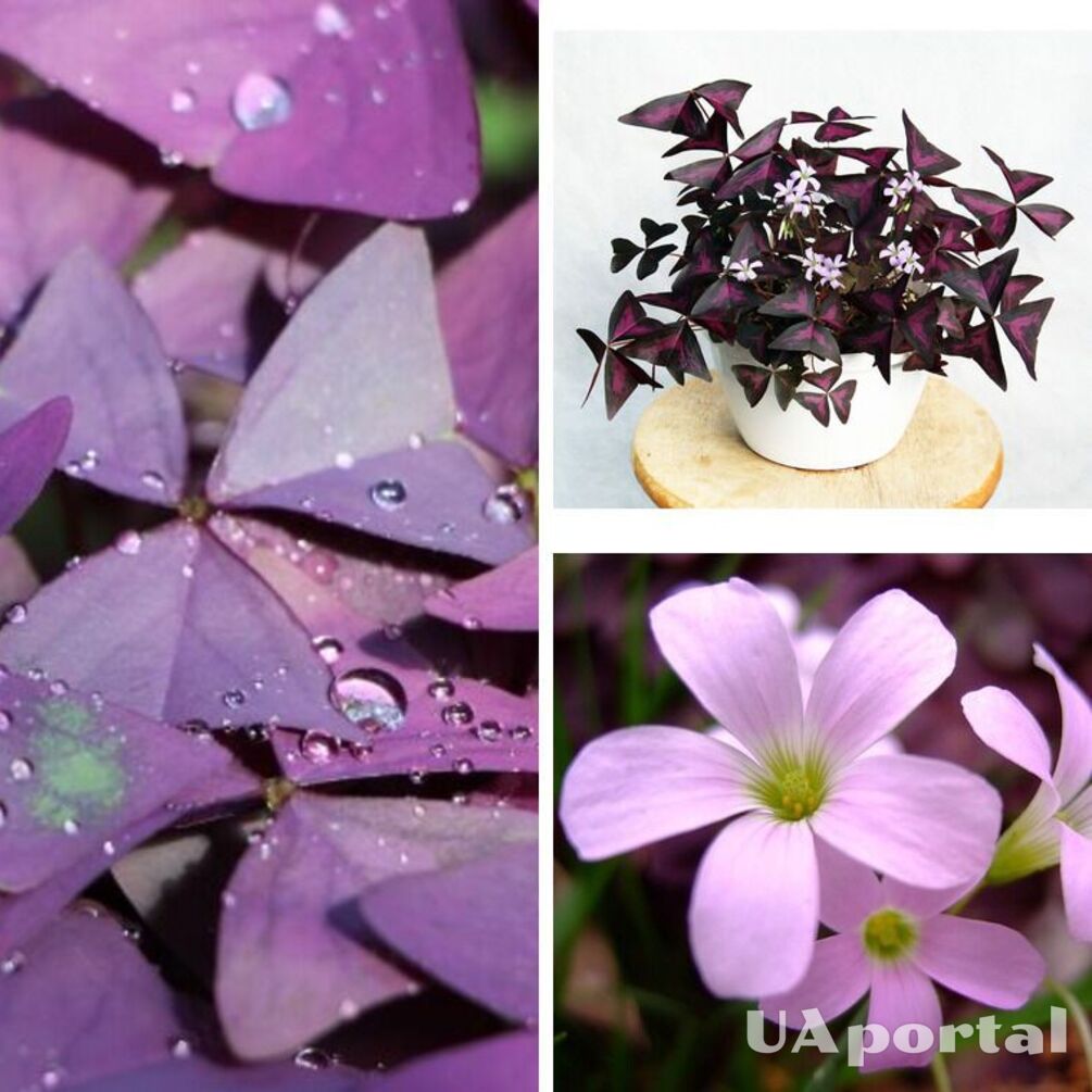 'Цветок бабочка' или оксалис: как ухаживать за необычным комнатным растением
