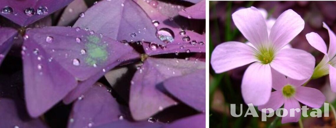 'Цветок бабочка' или оксалис: как ухаживать за необычным комнатным растением