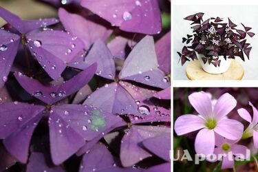 'Цветок бабочка' или оксалис