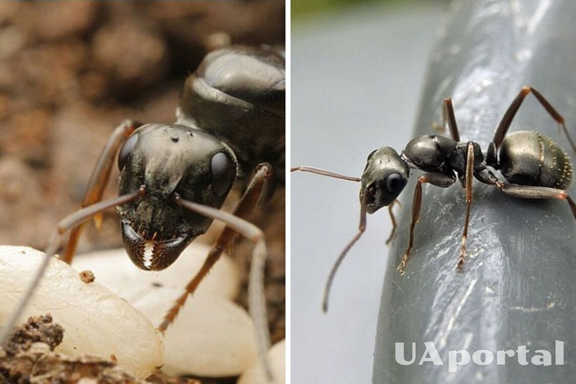 Ученые: муравьи способны обнаружить рак в моче больного