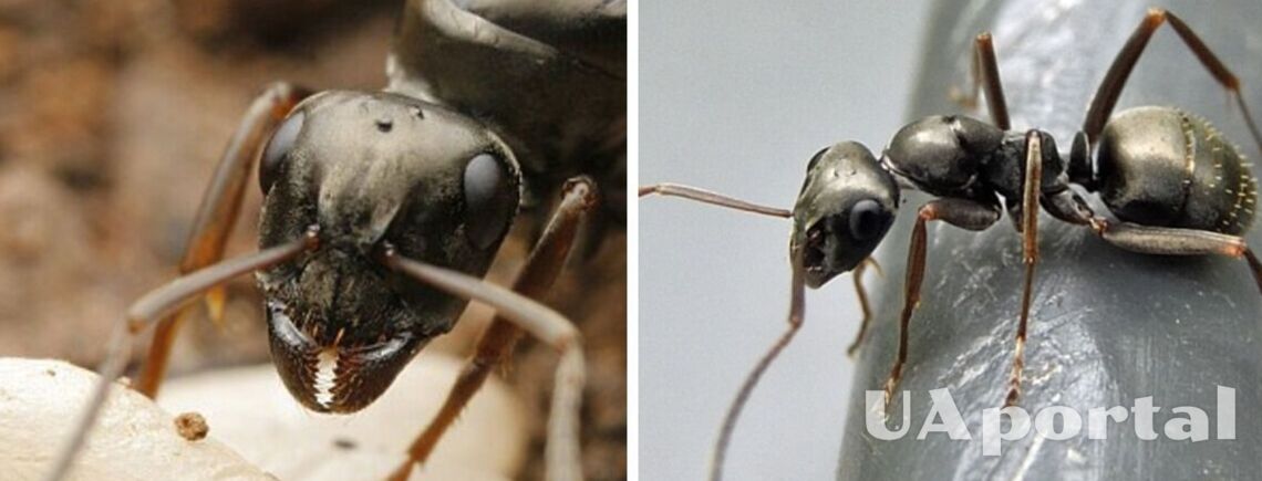 Ученые: муравьи способны обнаружить рак в моче больного