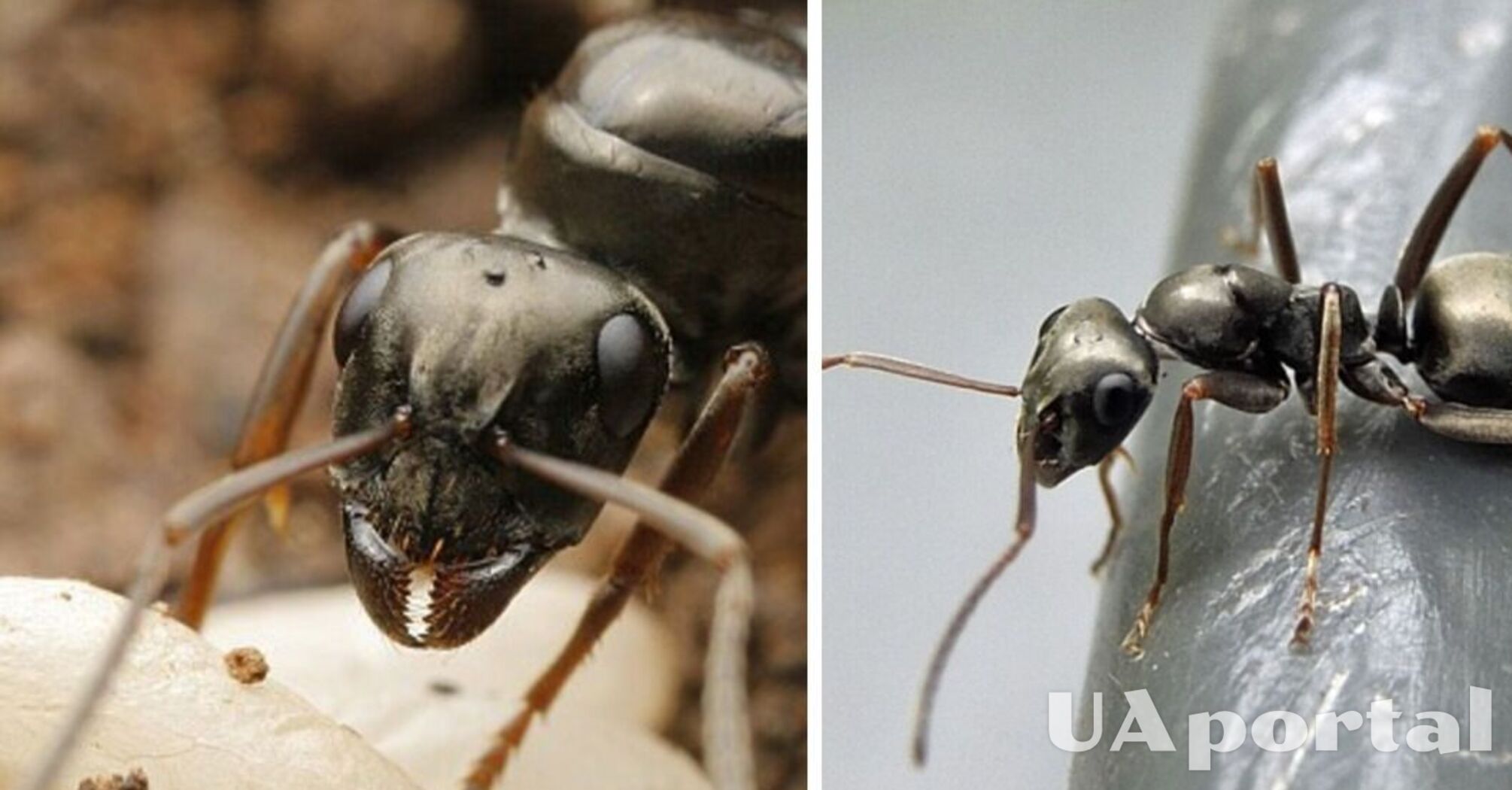 Вчені: мурахи здатні виявити рак у сечі хворого