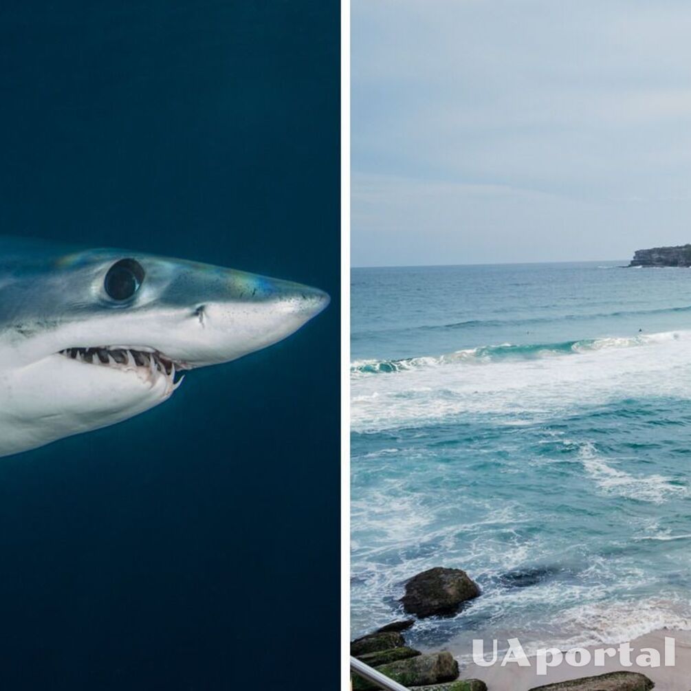 В Австралии акула напала на девушку во время плавания и разодрала ее