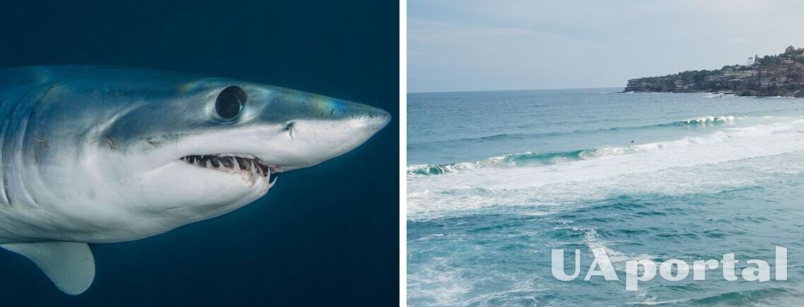 В Австралии акула напала на девушку во время плавания и разодрала ее