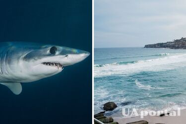 В Австралії акула напала на дівчину під час плавання та роздерла її